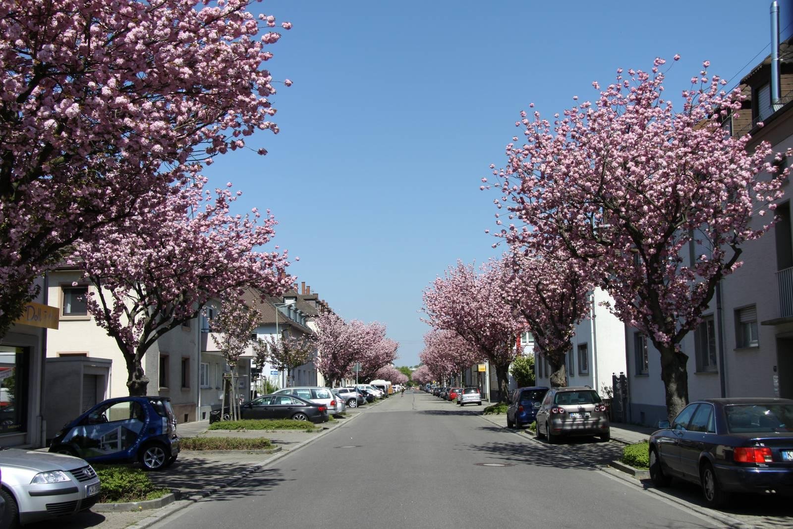 Umzugsunternehmen Karlsruhe Weiherfeld-Dammerstock