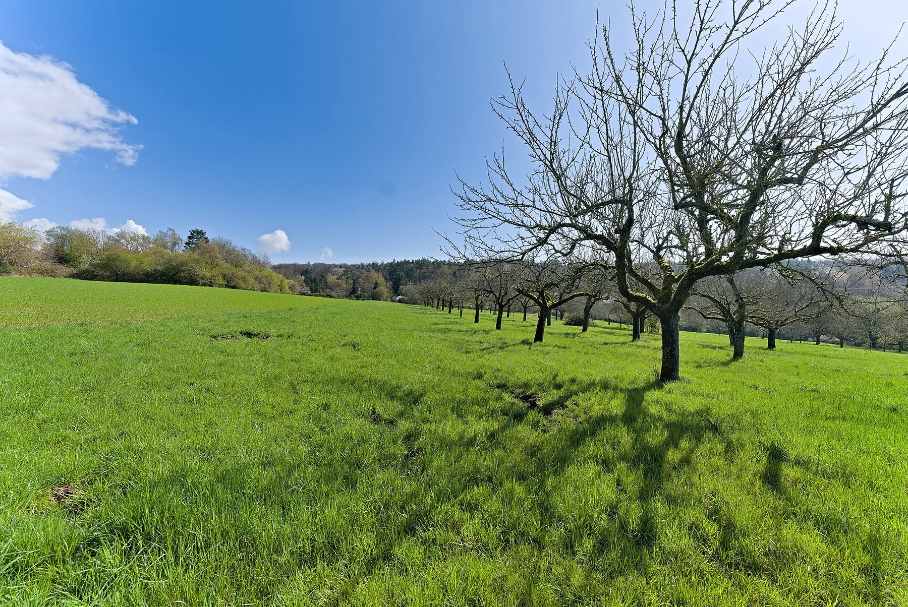 Umzugsfirma Kelkheim (Taunus)